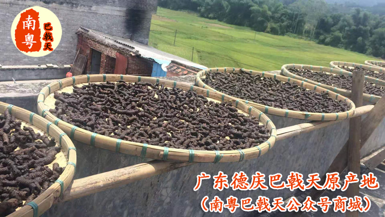 廣東德慶南粵巴戟天的優(yōu)勢(shì)