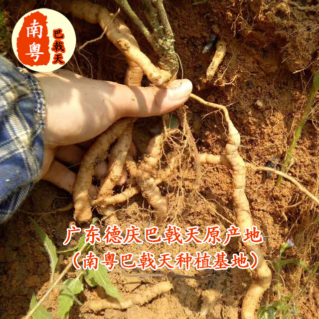 新鮮巴戟天