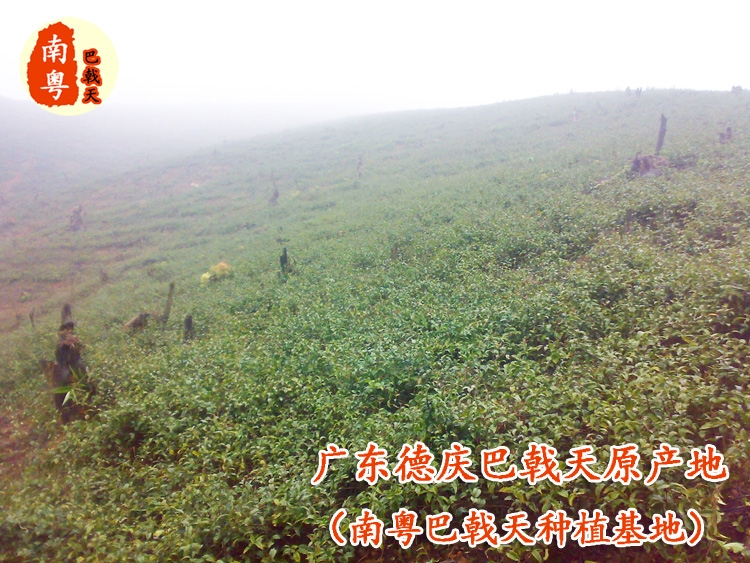 南粵巴戟天基地