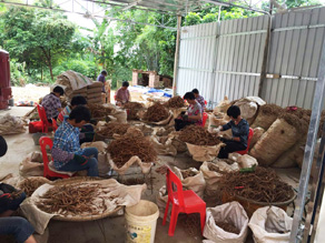 南粵巴戟天加工基地
