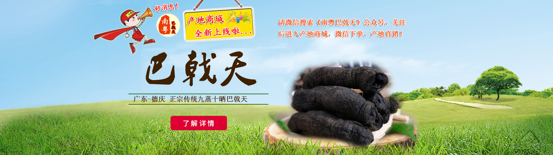 德慶巴戟天產(chǎn)地